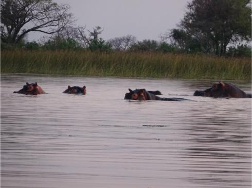 水辺に集まるカバの群れ