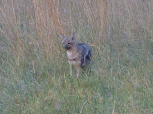 オカバンゴの荒野に佇むジャッカル
