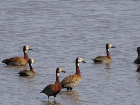 オカバンゴ湿地帯に舞う鳥の群れ
